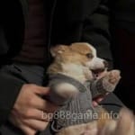 Avatar of Zubair Khalid